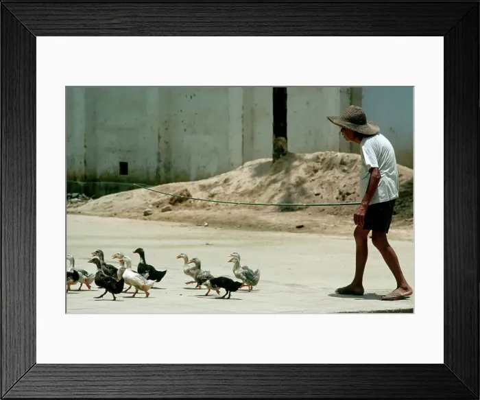 Framed Print : Peasant Herding Flock of Ducks Framed Print : Peasant Herding Flock of Ducks