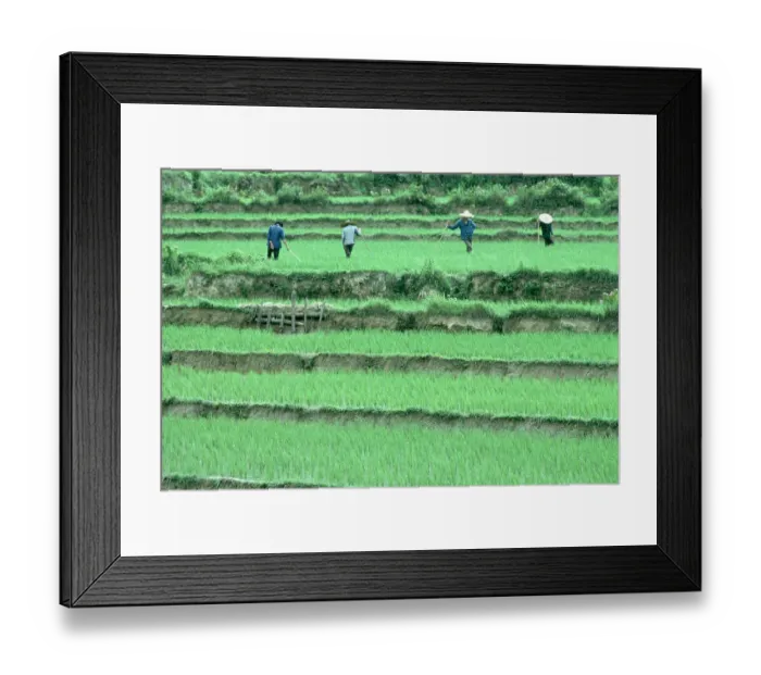 Framed Print : Peasants in Rice Paddy Framed Print : Peasants in Rice Paddy