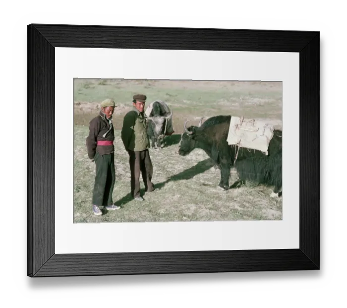Framed Print : Tibetan Farmers Stand in Field with Yaks Framed Print : Tibetan Farmers Stand in Field with Yaks
