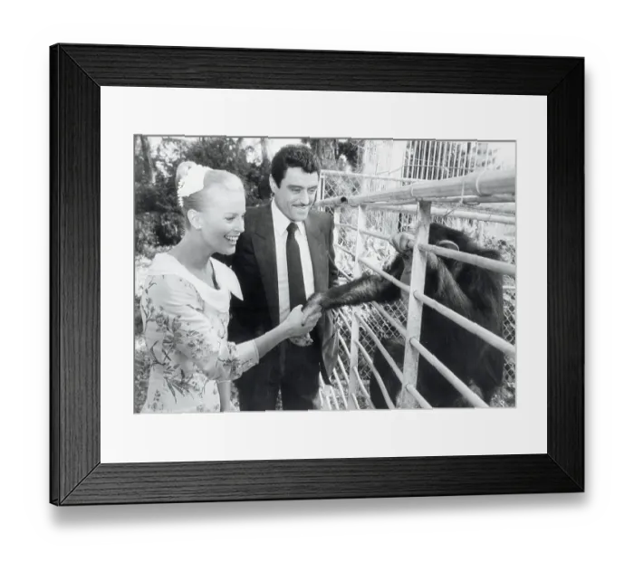 Framed Print : Cheryl Ladd Greeting Chimpanzee in Grace Kelly Framed Print : Cheryl Ladd Greeting Chimpanzee in Grace Kelly