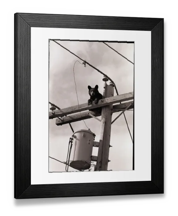 Framed Print : Bear Cub on Telephone Pole