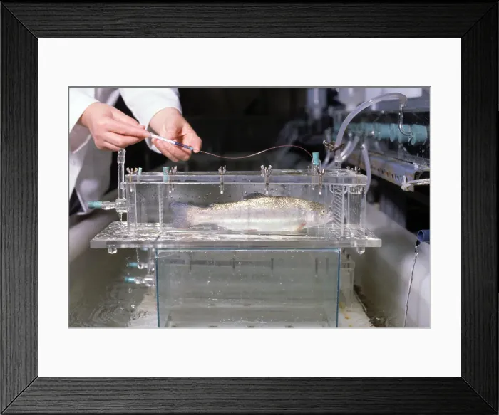 Framed Print : Biologist Testing Fish in Toxicology Experiment