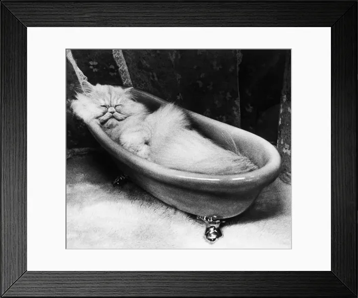 Framed Print : Cat Sleeping in Small Bathtub Framed Print : Cat Sleeping in Small Bathtub