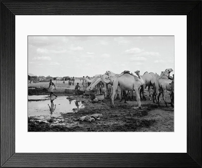 Framed Print : Children and Camels at Water Well Framed Print : Children and Camels at Water Well