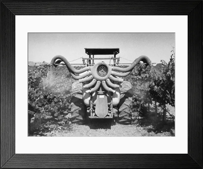 Framed Print : Machine Spraying Grapevines With Sulfur Framed Print : Machine Spraying Grapevines With Sulfur