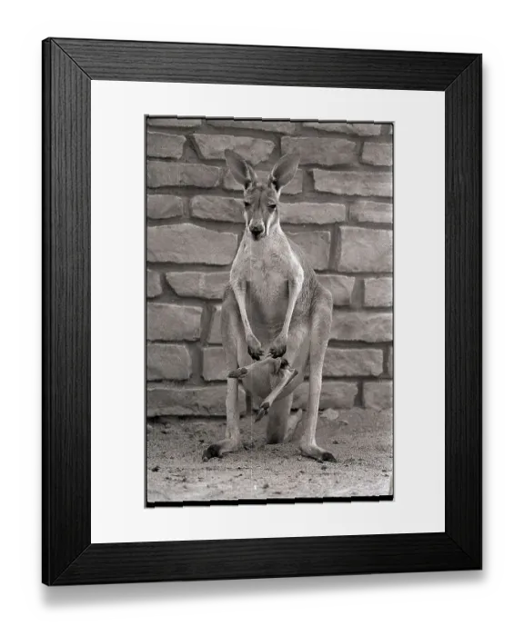 Framed Print : Captive Kangaroo with Baby in Pouch Framed Print : Captive Kangaroo with Baby in Pouch