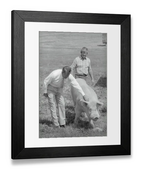 Framed Print : Ronald Reagan Pampering Large Pig Framed Print : Ronald Reagan Pampering Large Pig