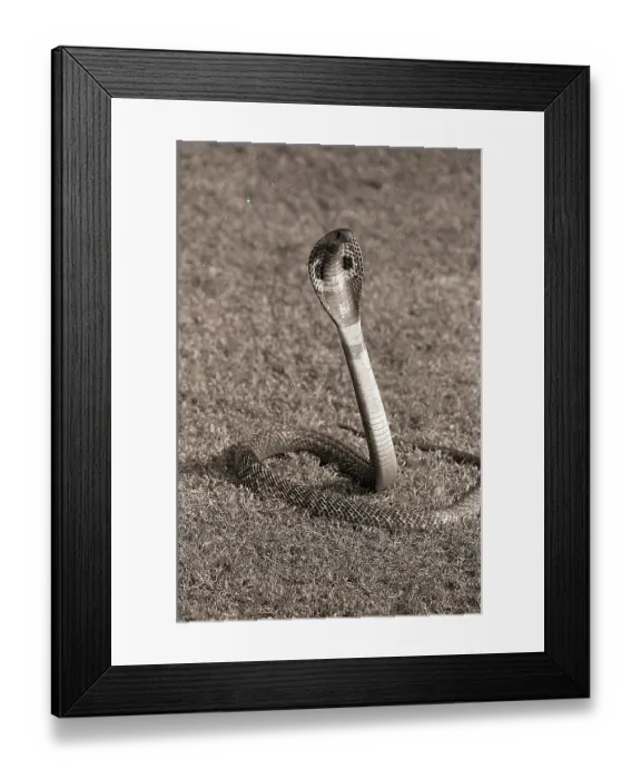 Framed Print : Cobra. (Original Caption) 7 / 20 / 1982-New Delhi, India- Framed Print : Cobra. (Original Caption) 7 / 20 / 1982-New Delhi, India-