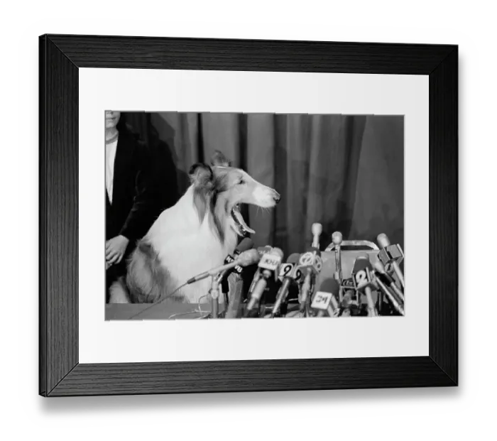 Framed Print : Lassie Sitting at Microphones Framed Print : Lassie Sitting at Microphones