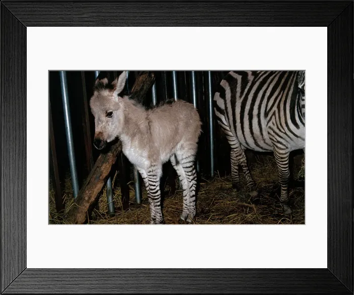 Framed Print : Gene Spliced Zebra and Donkey Specimen Framed Print : Gene Spliced Zebra and Donkey Specimen