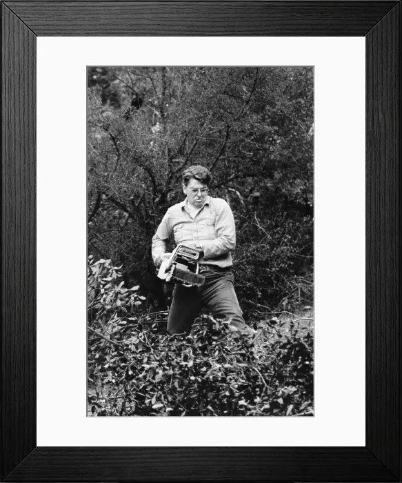 Framed Print : Ronald Reagan Working His Home Grounds Framed Print : Ronald Reagan Working His Home Grounds