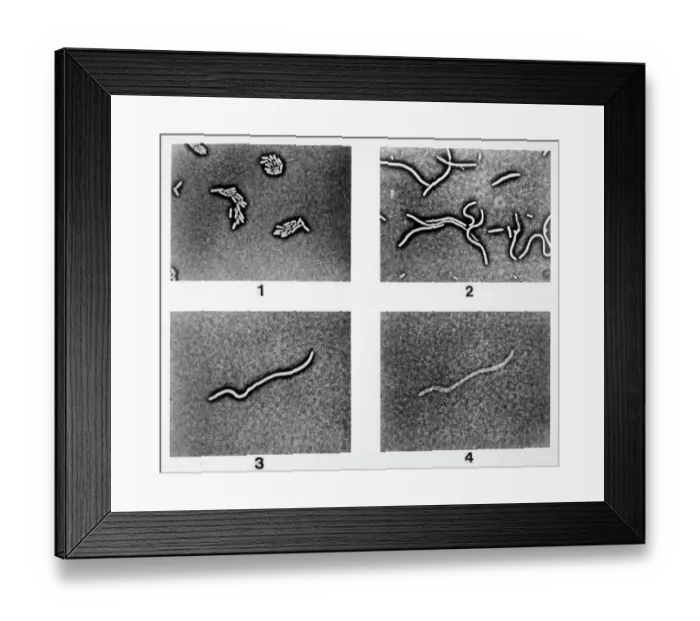 Framed Print : Organism Affected by Super Penicillin Framed Print : Organism Affected by Super Penicillin