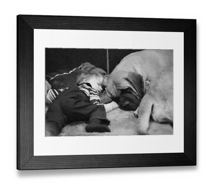 Framed Print : Boy Sleeping With Mastiff Framed Print : Boy Sleeping With Mastiff
