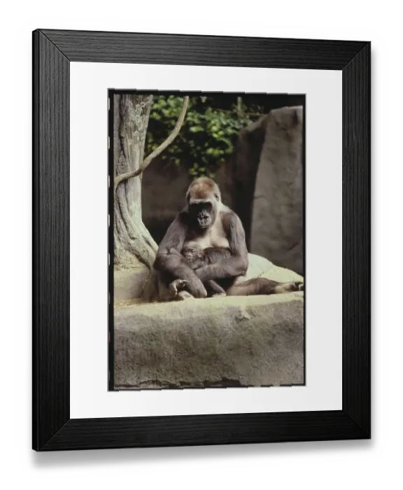Framed Print : Gorilla with Her Infant Framed Print : Gorilla with Her Infant