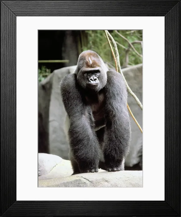 Framed Print : Gorilla Prancing on Rock Display Framed Print : Gorilla Prancing on Rock Display