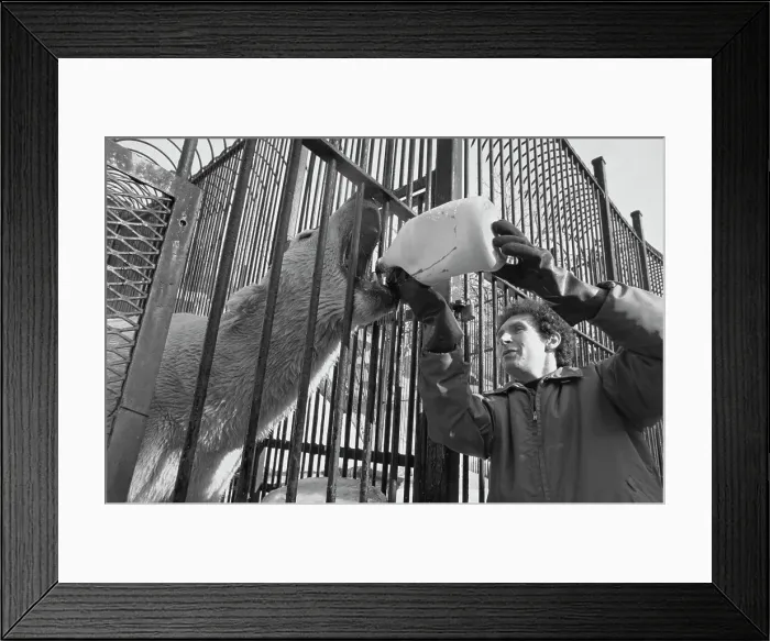 Framed Print : Skandy the Polar Bear Framed Print : Skandy the Polar Bear