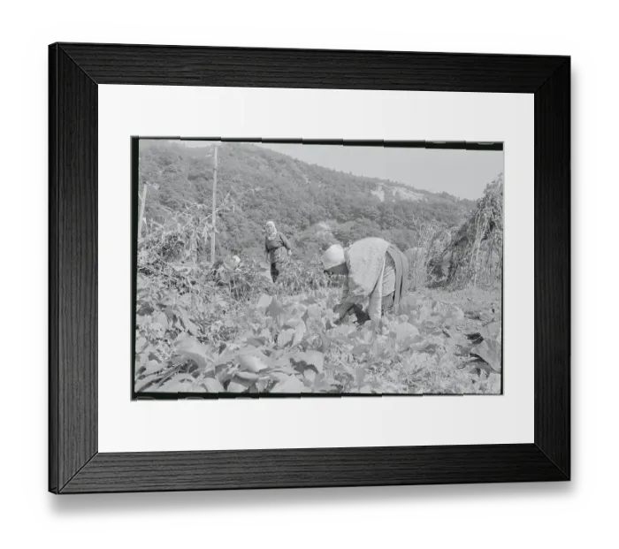 Framed Print : View of Japanese Farmers Framed Print : View of Japanese Farmers