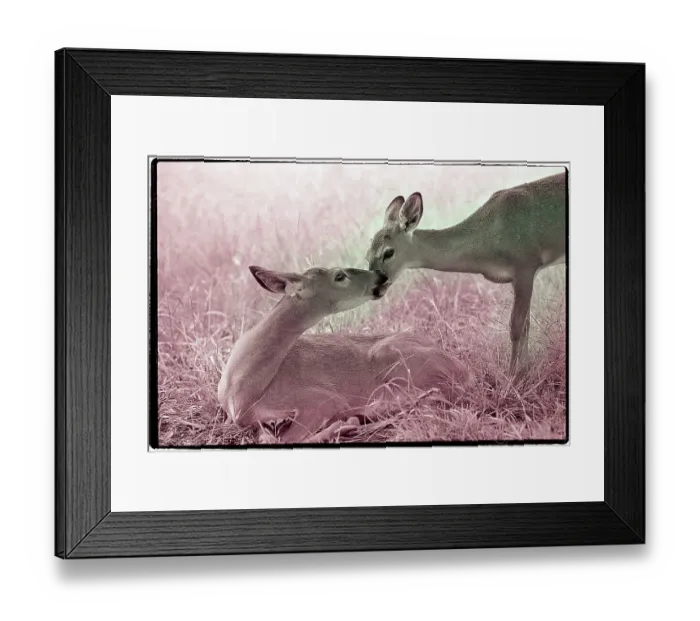 Framed Print : Doe and Fawn Nuzzling Noses