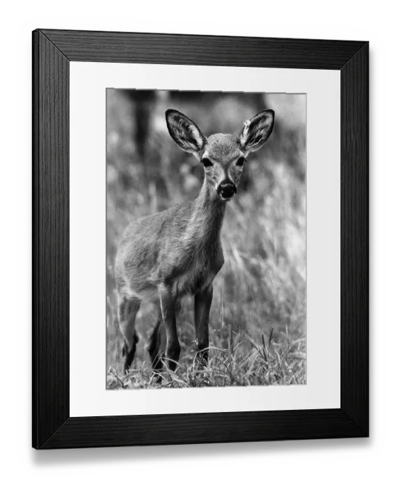 Framed Print : Key Deer Fawn