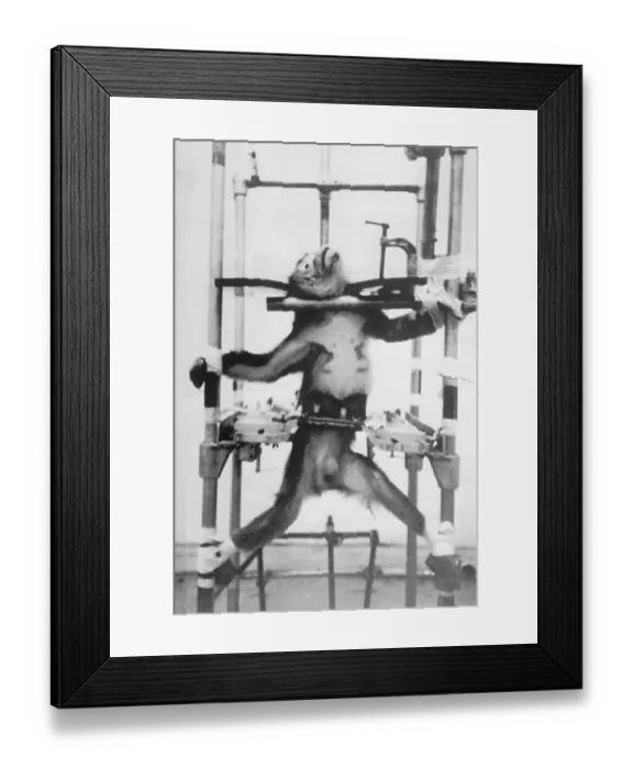 Framed Print : Monkey with Limbs Strapped