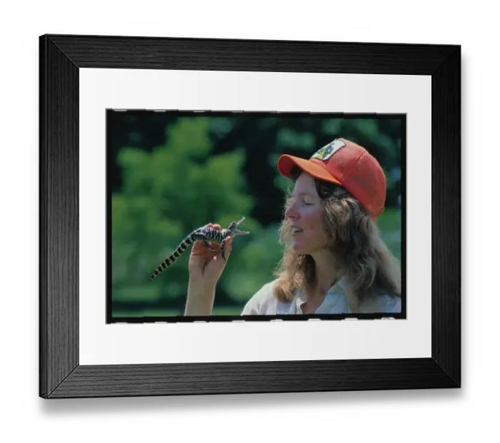 Framed Print : Farmer Inspecting Year-Old Alligator Framed Print : Farmer Inspecting Year-Old Alligator