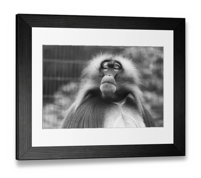 Framed Print : Gelada Baboon Framed Print : Gelada Baboon