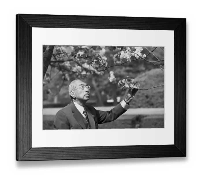 Framed Print : Emperor Hirohito Inspecting Cherry Blossoms Framed Print : Emperor Hirohito Inspecting Cherry Blossoms