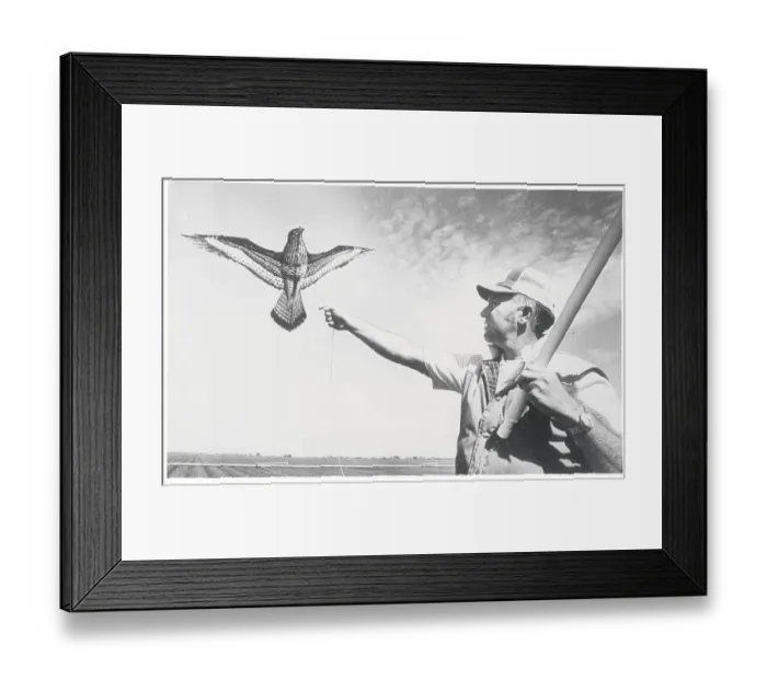 Framed Print : Man Flying Kite to Deter Flocks of Birds Framed Print : Man Flying Kite to Deter Flocks of Birds