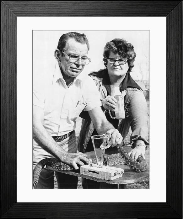 Framed Print : Rattlesnake Milking