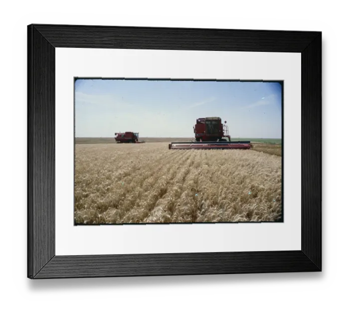 Framed Print : Machine Harvesting Wheat Framed Print : Machine Harvesting Wheat