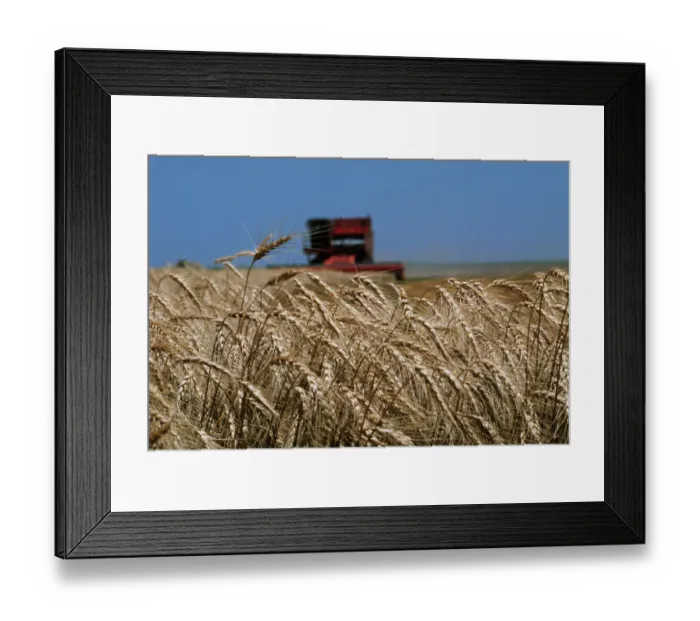 Framed Print : Wheat Field in Kansas Framed Print : Wheat Field in Kansas