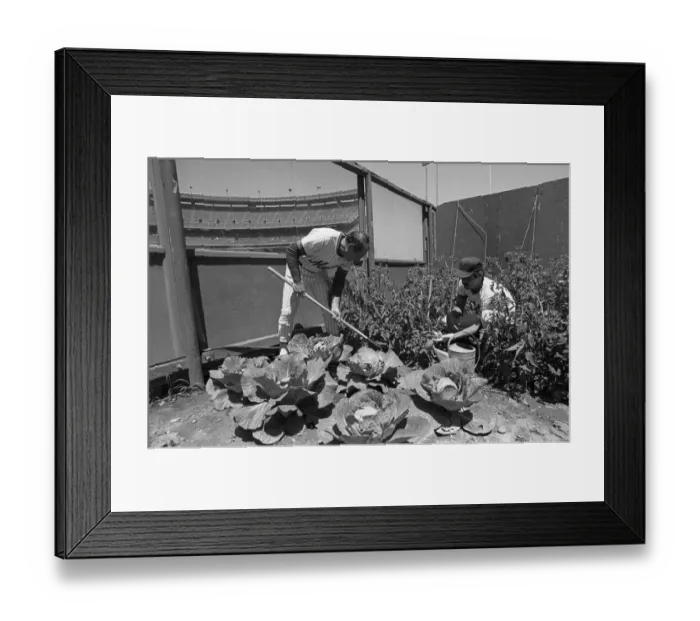 Framed Print : Bullpen Garden Framed Print : Bullpen Garden
