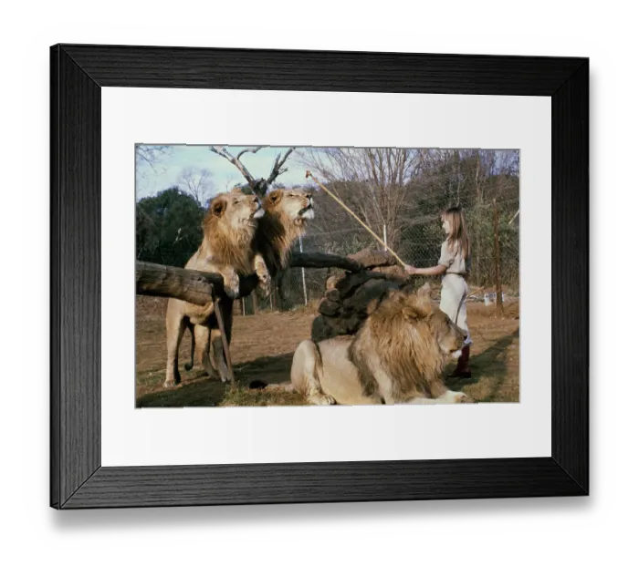 Framed Print : Girl Training Lions
