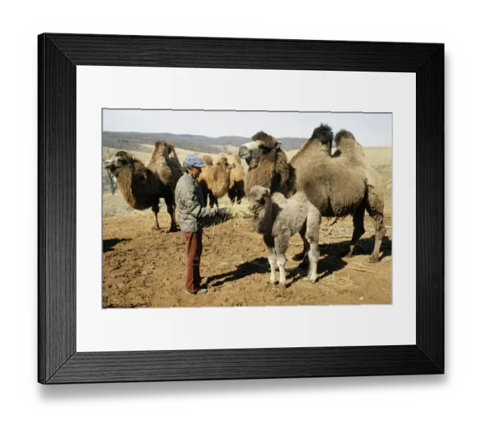 Framed Print : Man With Camels In Virginia Framed Print : Man With Camels In Virginia