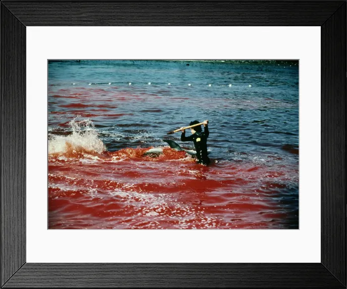 Framed Print : Killing A Dolphin