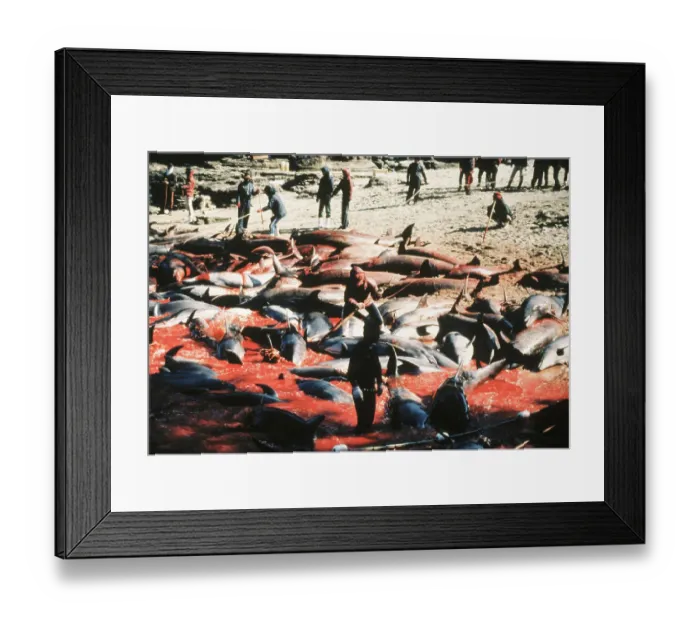 Framed Print : Dolphin Strewn Beach Framed Print : Dolphin Strewn Beach