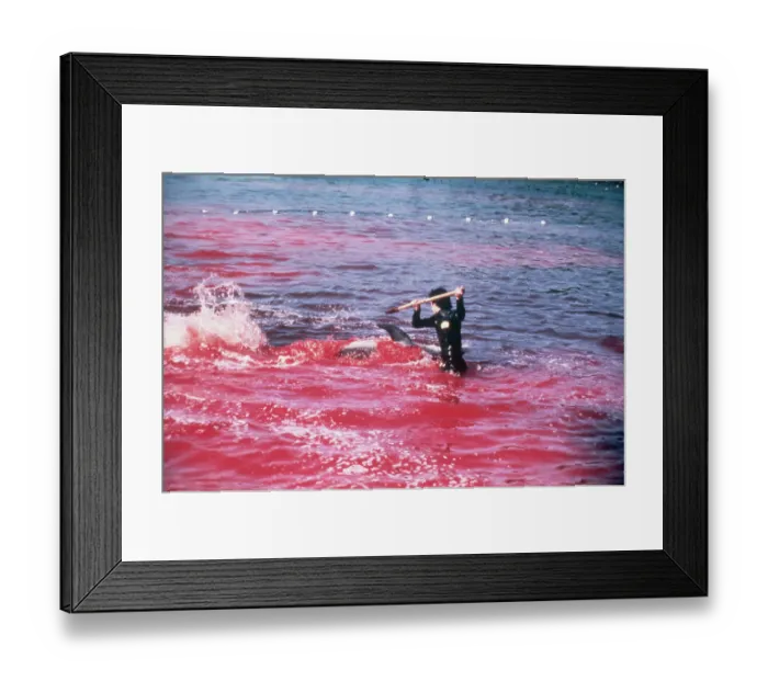 Framed Print : Fisherman Aims Fish Spear At Dolphin Framed Print : Fisherman Aims Fish Spear At Dolphin