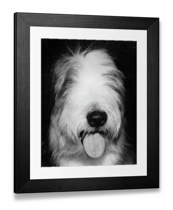 Framed Print : Sheep Dog. Lord Alfred, a bearded Collie, winner in the Mid Island Kennel Framed Print : Sheep Dog. Lord Alfred, a bearded Collie, winner in the Mid Island Kennel
