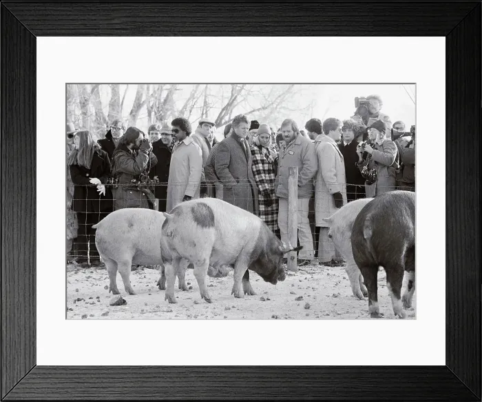 Framed Print : Edward M. Kennedy Visiting a Hog Farm Framed Print : Edward M. Kennedy Visiting a Hog Farm