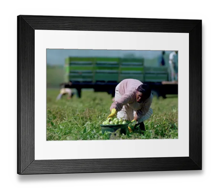 Framed Print : Migrant Worker Picking Tomatoes from Field Framed Print : Migrant Worker Picking Tomatoes from Field