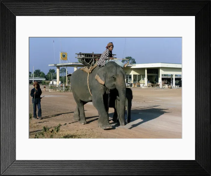 Framed Print : Elephant Transport Framed Print : Elephant Transport