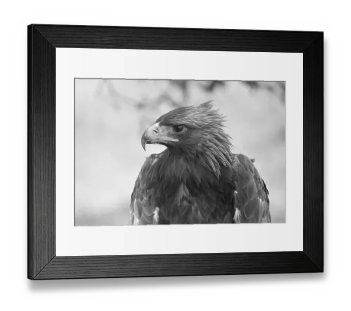 Framed Print : Head of a Golden Eagle Framed Print : Head of a Golden Eagle