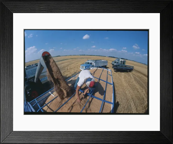 Framed Print : Farmer Distributing Wheat into Truck Framed Print : Farmer Distributing Wheat into Truck