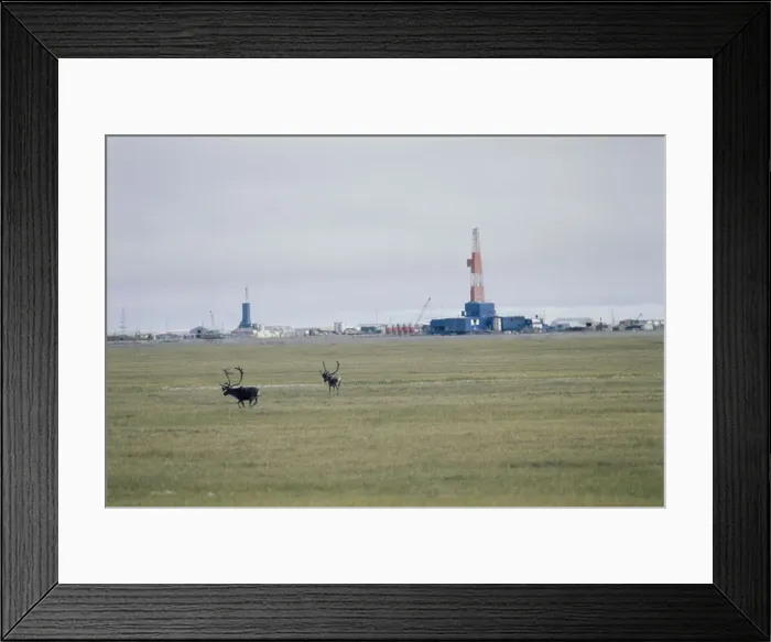 Framed Print : Oil Rig And Caribou Framed Print : Oil Rig And Caribou