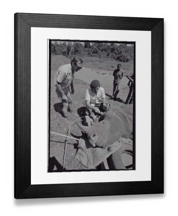 Framed Print : Man Painting Identifying Stripes on Rhino Framed Print : Man Painting Identifying Stripes on Rhino