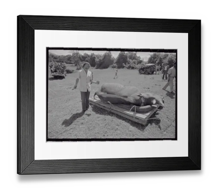 Framed Print : Park Ranger Standing over Sleeping Rhino Framed Print : Park Ranger Standing over Sleeping Rhino