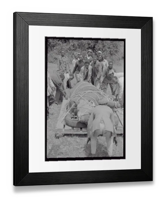 Framed Print : People Loading Tranquilized Rhino onto Platform Framed Print : People Loading Tranquilized Rhino onto Platform