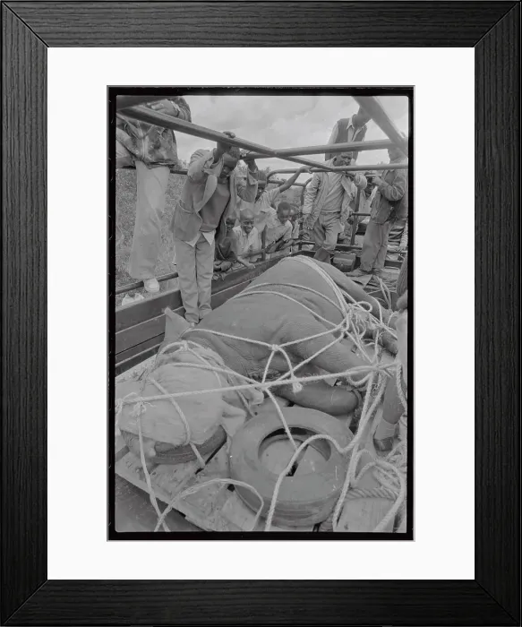 Framed Print : Men Viewing Rhino Prepared for Transport Framed Print : Men Viewing Rhino Prepared for Transport