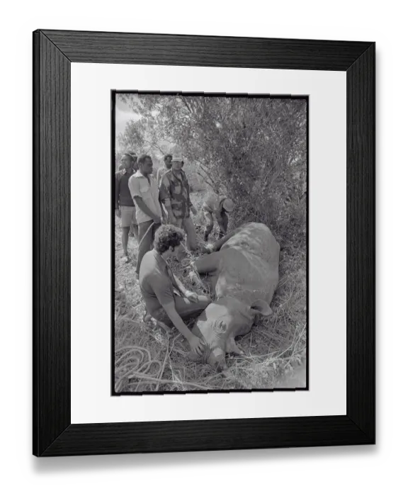 Framed Print : People Attending to Tranquilized Rhino Framed Print : People Attending to Tranquilized Rhino
