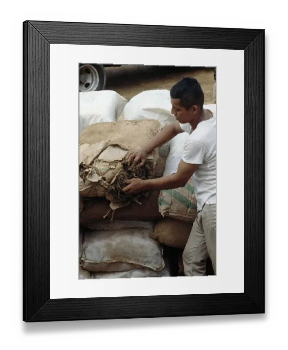 Framed Print : Cannabis Seized In Riohacha, Colombia Framed Print : Cannabis Seized In Riohacha, Colombia